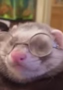 Colethesucculent avatar